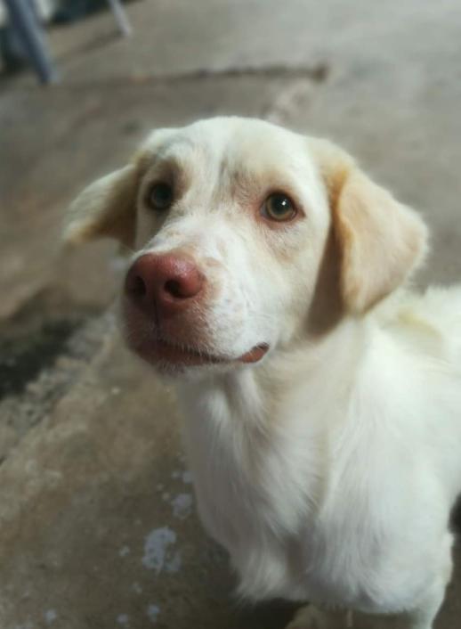 White Golden Retriever หมาน้อยจมูกชมพู 8