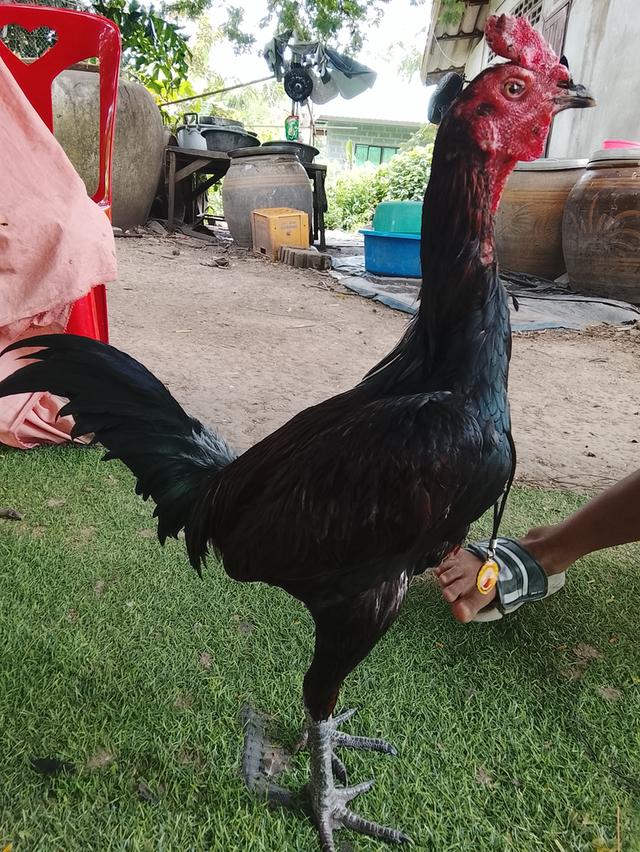 ไก่ชนตีดีไม่มีตกพ่อพลายงามแม่เชิงไก่ดีมีที่เพชรพลังชัยฟาร์ม