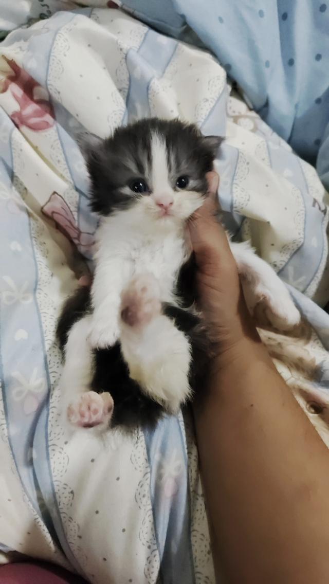 แมวเปอร์เซียแท้เพศชาย  7