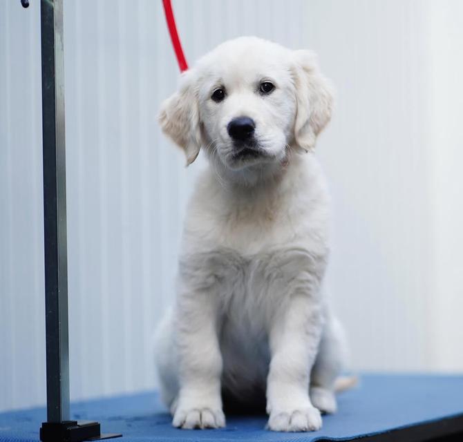 ขายสุนัขพันธุ์แท้ White Golden Retriever น่ารักมาก 4