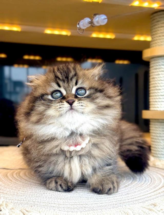 แมวมันช์กิ้นขาสั้นชายหญิงมีพร้อมเรทเริ่มต้นเพียง25,000 รูปที่ 7