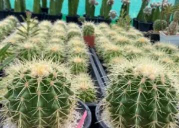 แคคตัสถังทองGolden barrel cactus 3