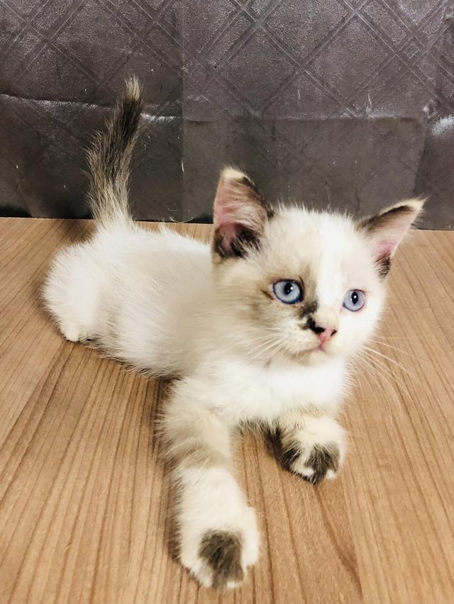 คนขายเลี้ยงเองครับ น้องแมวพันธุ์ อเมริกันเคิร์ลผสมหิมาลายัน เพศหญิง  ( ตาสีฟ้า ) 2