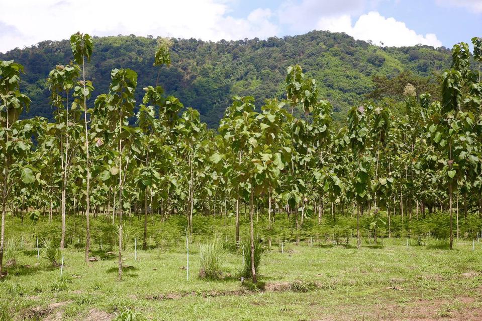 ขายที่เนินหอม เขาใหญ่ 37ไร่ ที่ติดเขาติดน้ำ เนินหอม เมืองปราจีนบุรี มีแหล่งน้ำธรรมชาติ ใกล้ทางขึ้นอุทยานเขาใหญ่ มีน้ำในที่ ขายถูก ที่มีไม้เศรษฐกิจ 17