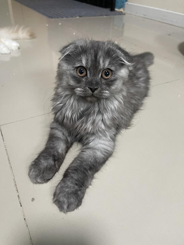 แมวขี้อ้อน(หญิง 3 เดือน)พร้อมย้าย รูปที่ 14