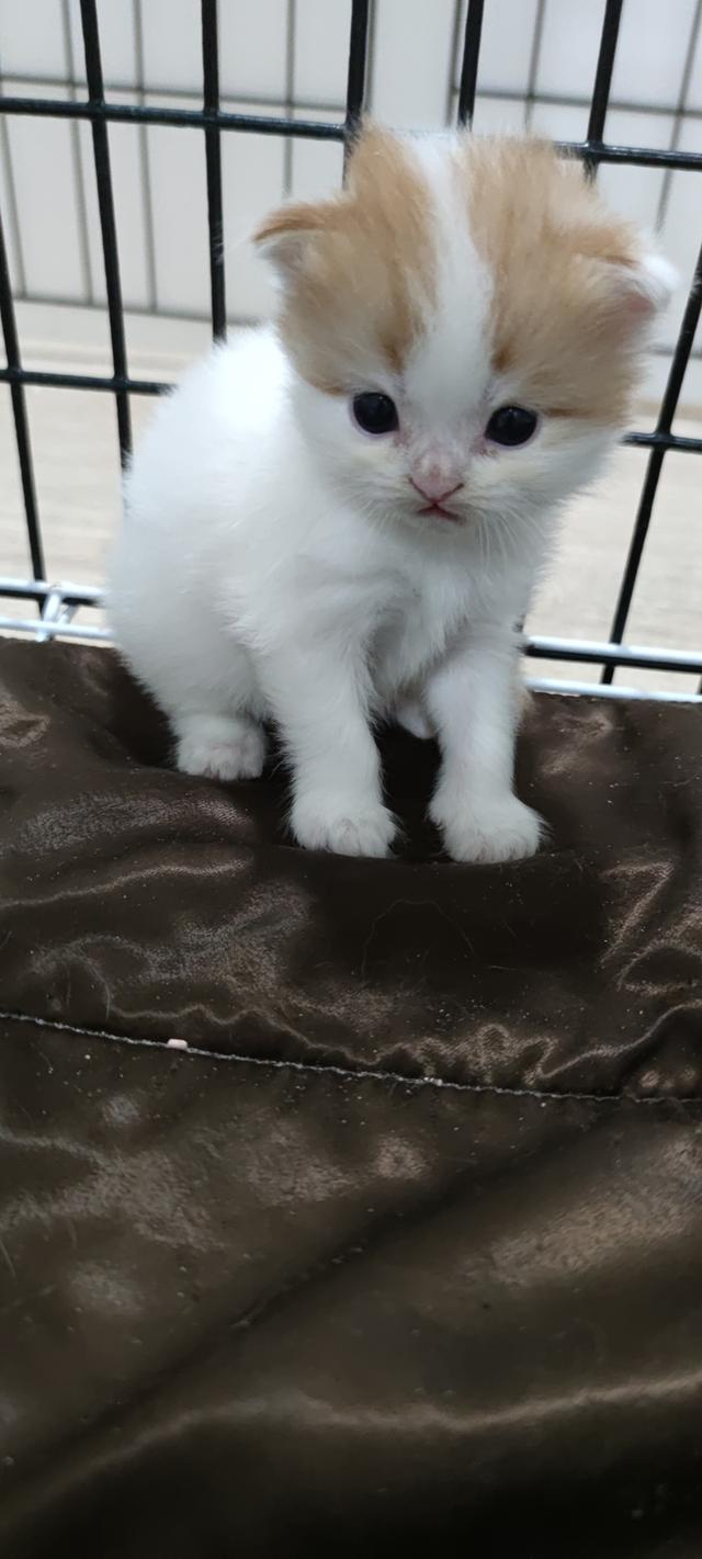 เปิดจองสกอตทิศ ตัวน้อยจ้า รูปที่ 5