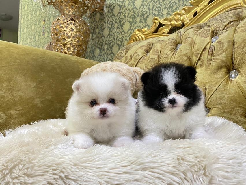 ลูกปอมเมอเรเนียนแท้ พร้อมย้ายบ้าน มาดูตัวจริงได้นะคะ
