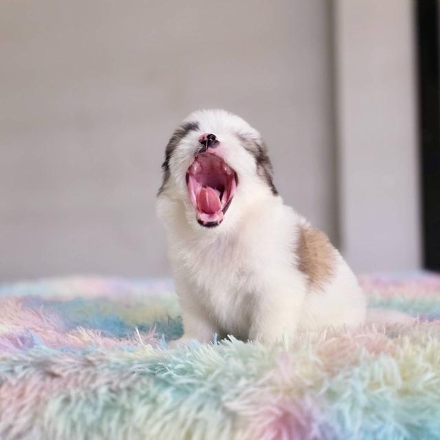 ชิสุผสมปอม เพศผู้ พิกัดรามอินทรา 5