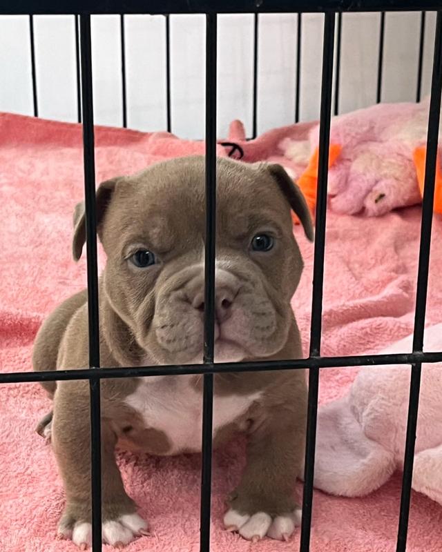 ขายแล้วAmerican bully exotic รูปที่ 3