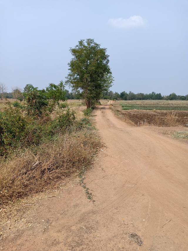 ที่ดิน(ที่นา) ต.ทับคล้อ อ.ทับคล้อ จ.พิจิตร