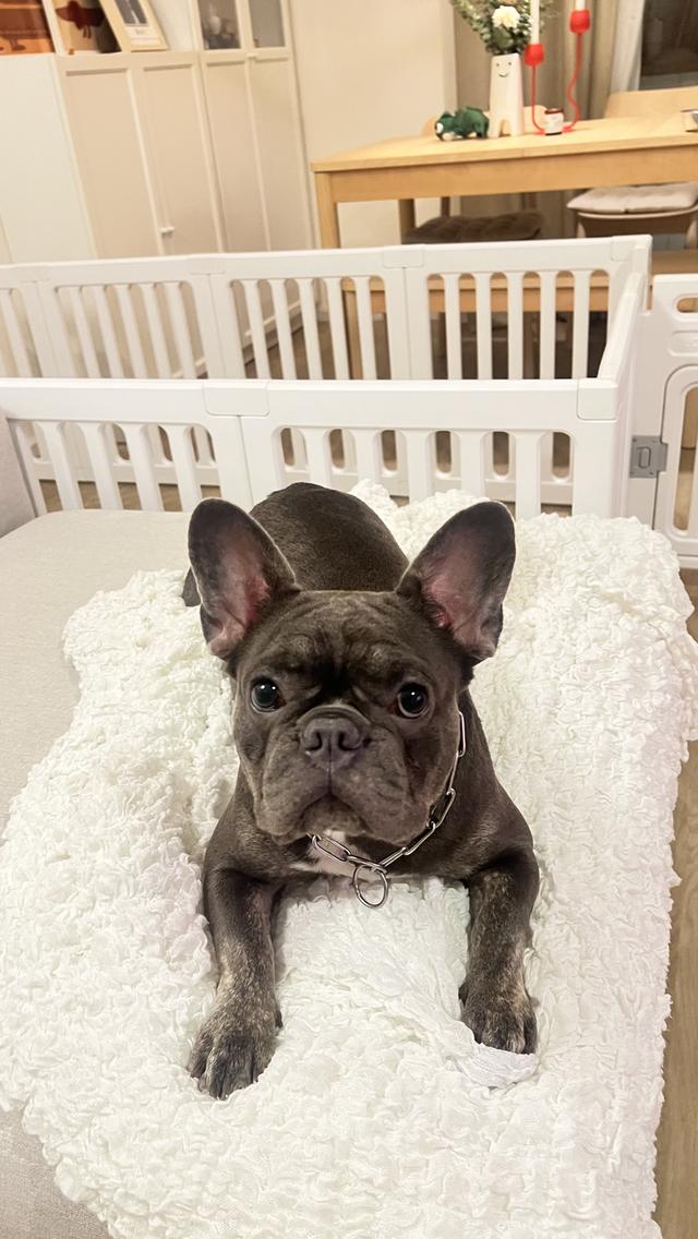 สุนัขพันธุ์ French Bulldog