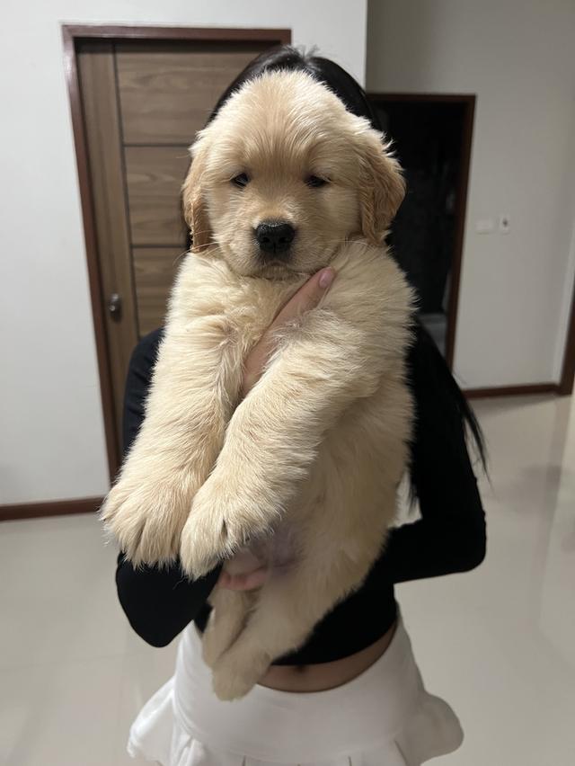 ลูกโกเด้นรีทรีพเวอร์