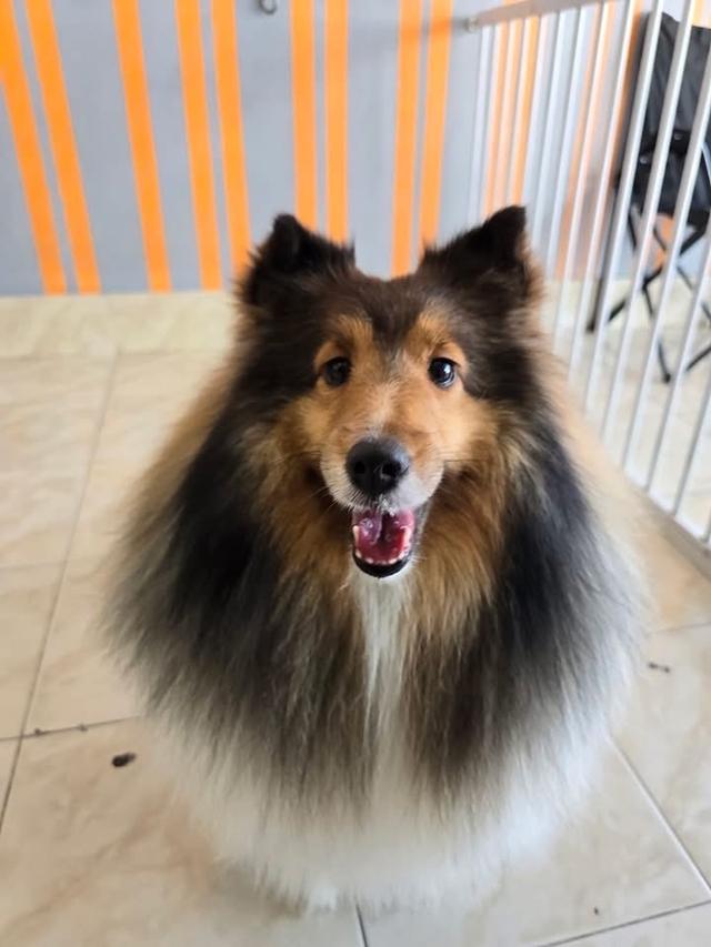 สุนัข Shetland Sheepdog ตัวโต ขนสวย 3