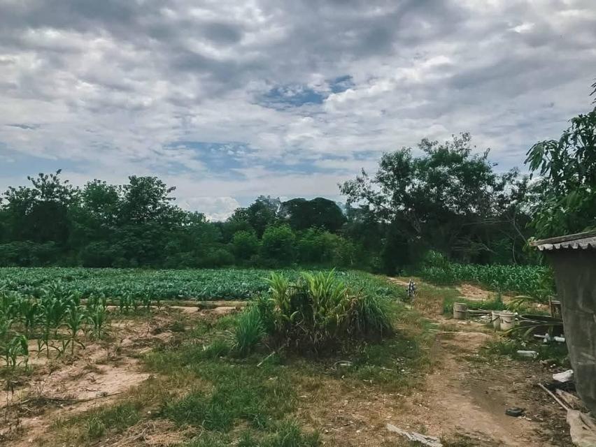 ขายที่ดินแม่ริม เชียงใหม่ 10