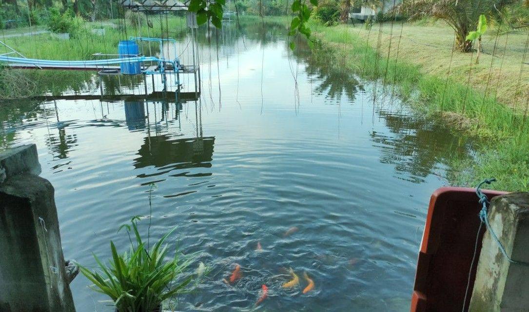 ขายที่ดิน อ.บ้านโป่ง  จ. ราชบุรี 6 ไร่ พร้อมบ้าน 3 หลัง 1