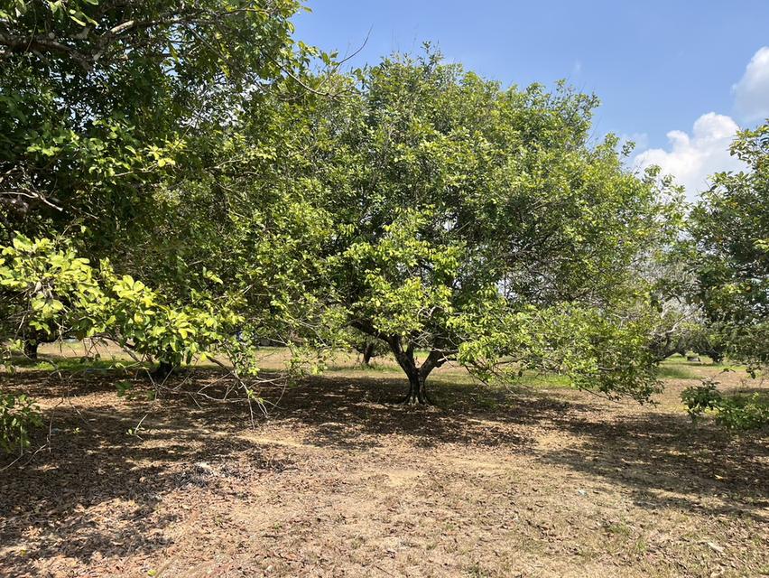 🌳 ขายสวนผลไม้ อำเภอนายายอาม จ.จันทบุรี 🌳 4