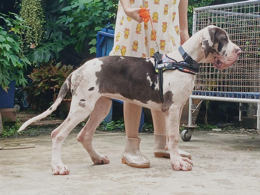 สุนัข เกรทเดน Great dane 