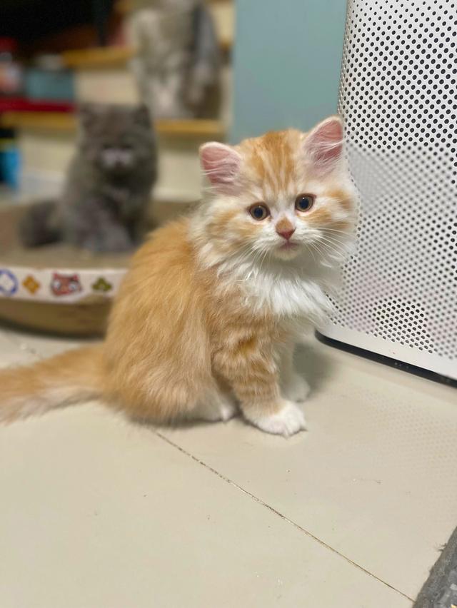 แมวส้มนำโชค-(ชาย)เกิด13/10/68พร้อมย้ายบ้าน รูปย่อยที่ 3