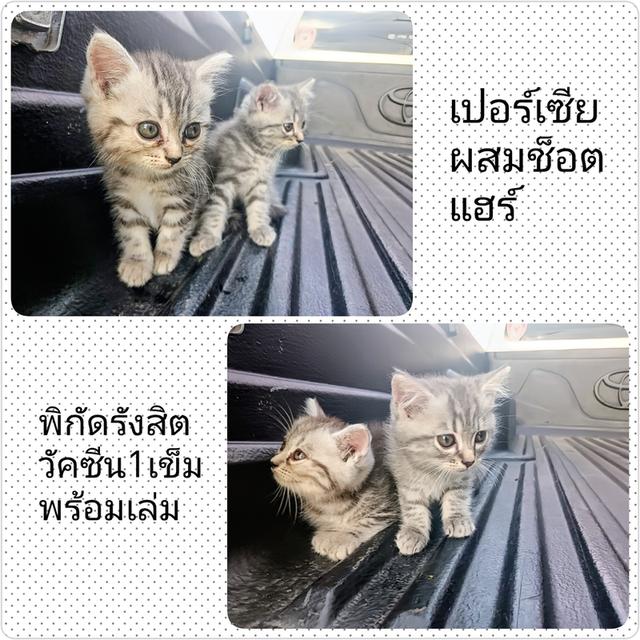 แมวอเมริกั​นช็อต​ผสม