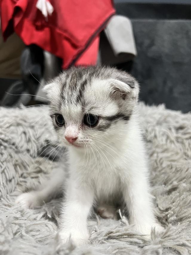 Scottish fold พร้อมย้ายบ้าน รูปที่ 1
