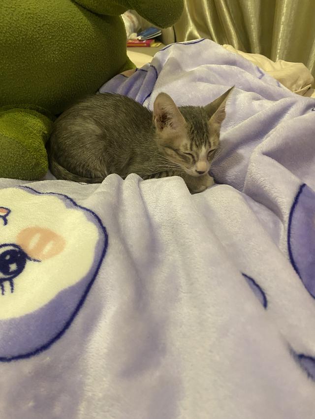 ลูกแมว 2