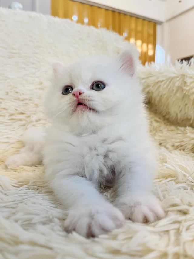 แมวเปอร์เซียสีขาว หน้าตุ๊กตา 🥰🥰💔