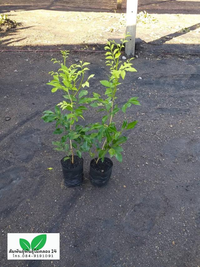 ต้นแก้ว ต้นดอกแก้ว ดอกแก้ว 2