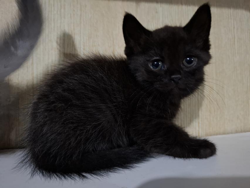 ลูกแมวเปอร์เซีย+ลูกครึ่งเปอร์เซีย รูปที่ 10