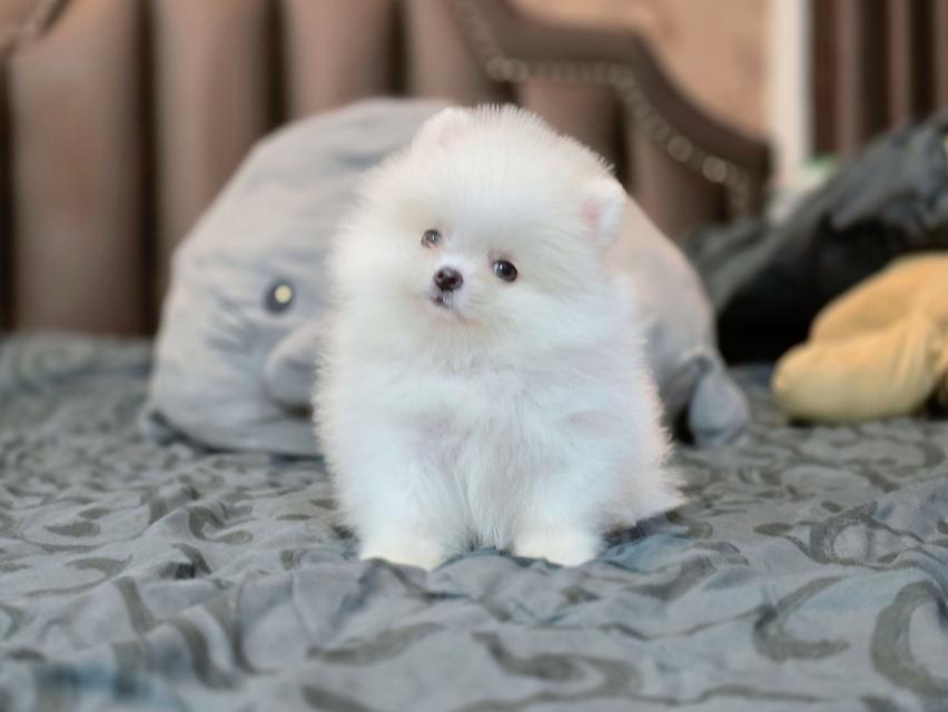 ปอมเมอเรเนียนแท้ เพศเมีย สีขาวล้วน รูปที่ 8