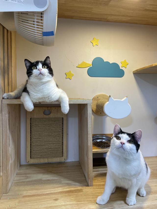 สก๊อตติช  6