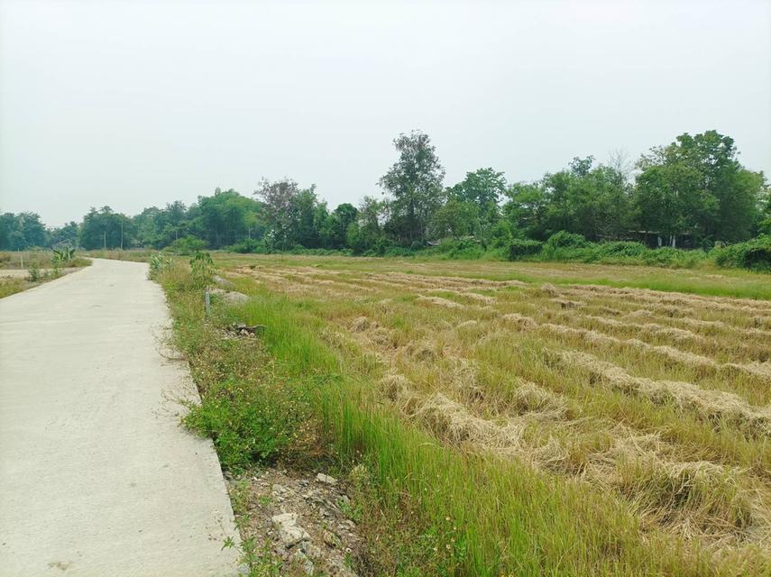 ขายที่ดิน ราคา5,500บาท/ตร.ว. ต.สง่าบ้าน อ.ดอยสะเก็ด จ.เชียงใหม่ 2