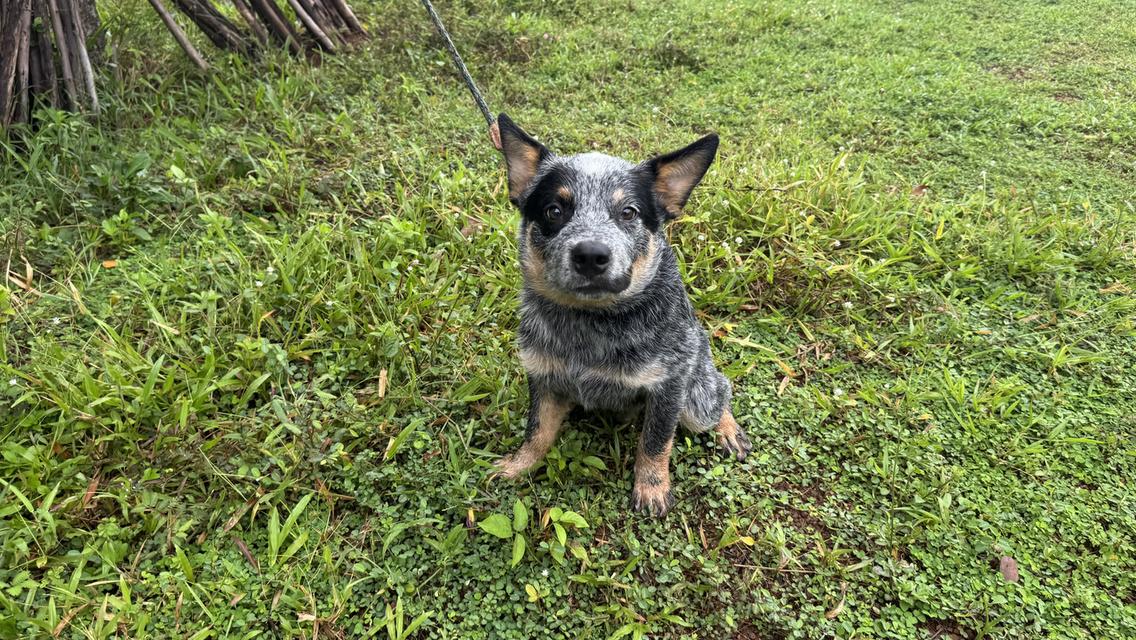 Australian Cattle dog 9