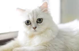 แมวชินชิล่าสีขาว 2