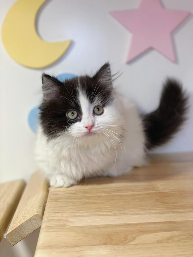 มันช์กิ้นขาสั้นพร้อมย้าย รูปที่ 6