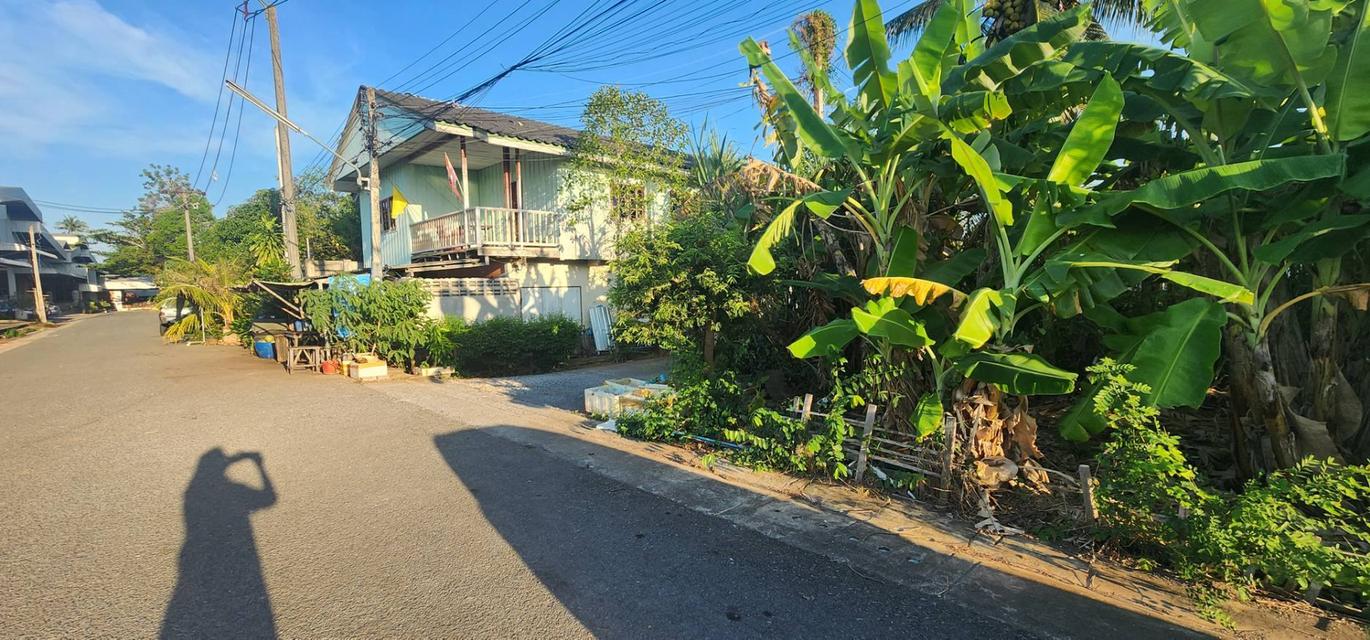 ที่ดิน ซอย ปากน้ำ อ.เมืองสุราษ 3