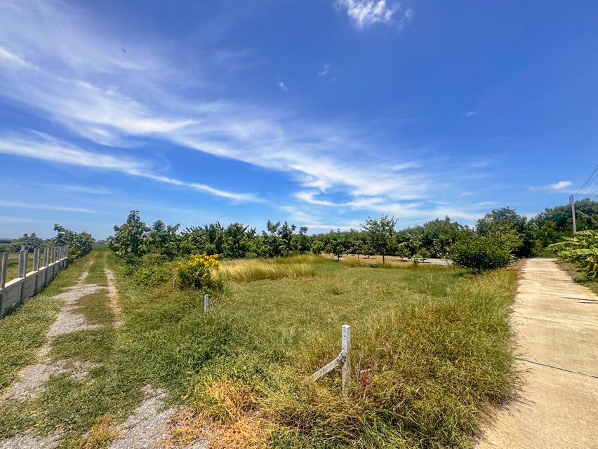 ขายที่ดิน 3 ไร่ อ.อู่ทอง จ.สุพรรณบุรี 8