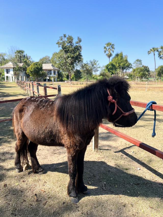 ม้าแคระ Shetland Pony รูปย่อยที่ 3