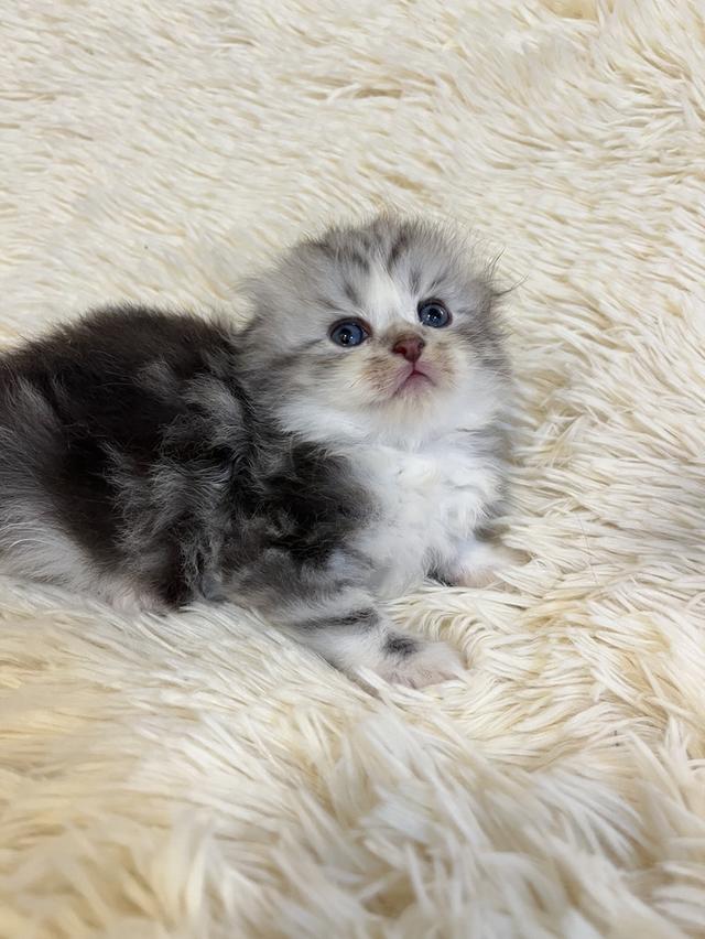 แมวสก๊อตติชแท้ 100 เปอเซ็น รูปที่ 5