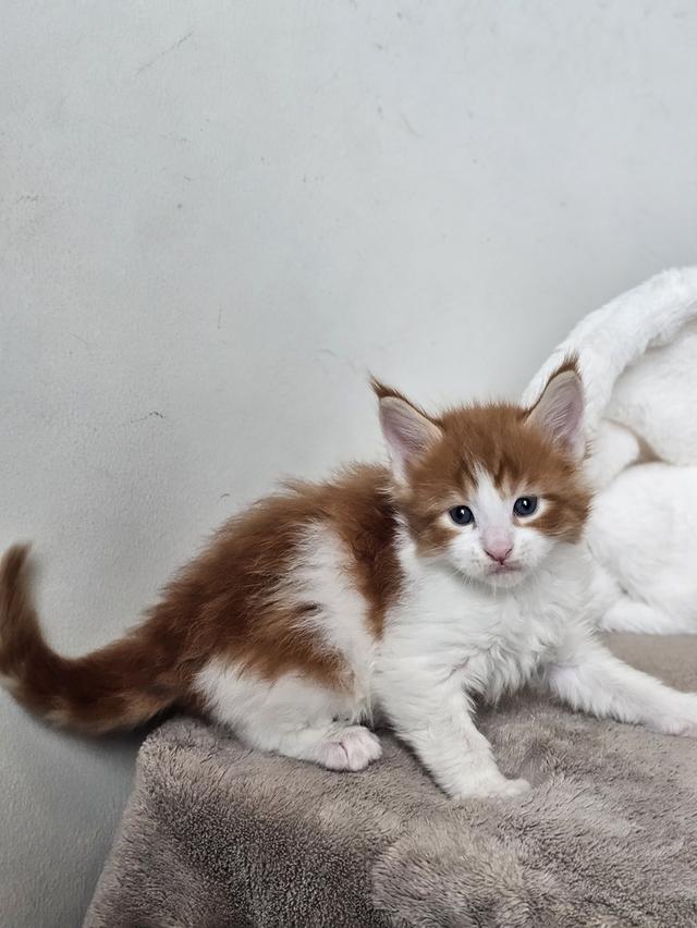 ลูกแมวเมนคูนแท้ เพศผู้ 6