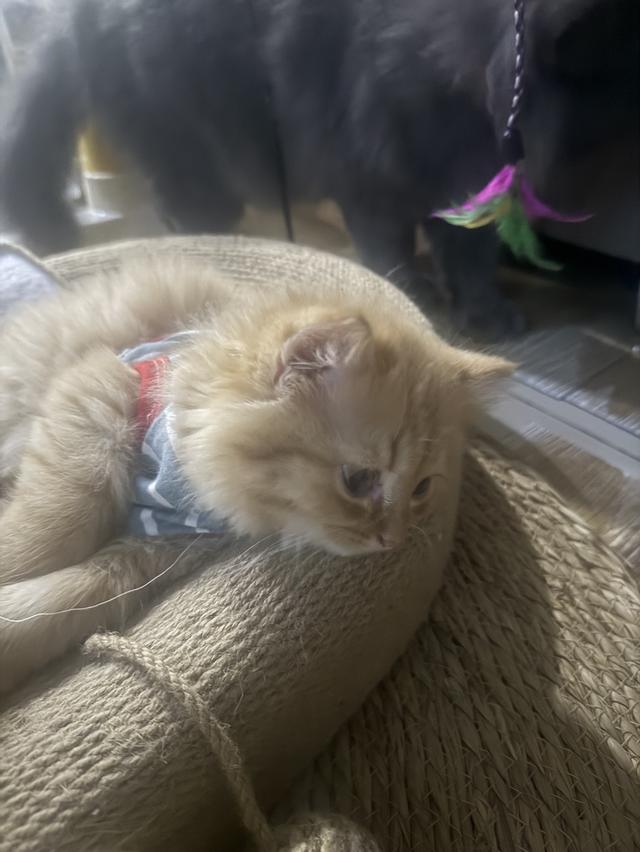 แมว สก๊อตติชผสมเปอร์เซีย