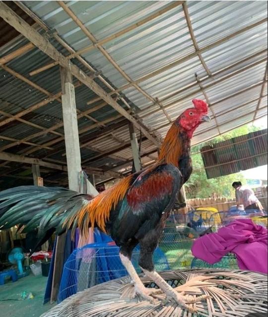 ไก่ชนพม่ารำวง 2