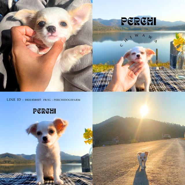 ชิวาวา หญิงขนยาว  พร้อมย้าย