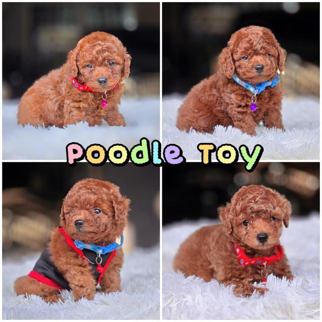 Poodle toy พุดเดิ้ลทอยแท้สีแดงมะฮอกกะนี