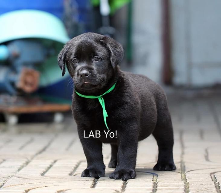 จำหน่ายลูกสุนัขเกรด A LAB YO.! 1