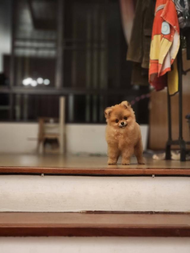 ปอมเมอร์เรเนียนไซส์ทีคัพไม่เกิน 2 โล ขี้อ้อนมากๆ 6 เดือน ไม่โตแล้วจ้า รูปที่ 3