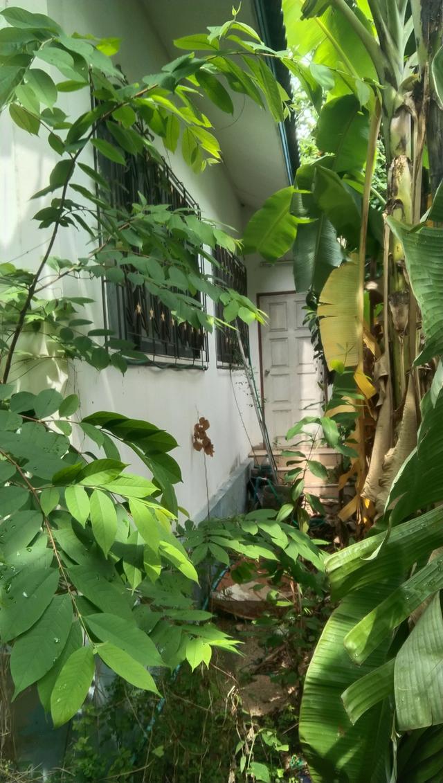 บ้านเดี่ยว 62ตร.วาหมู่บ้านไม้งาม2ภนนแสนสุขตำบลแสนสุขอำเภอเมืองจังหวีเชลบุาี 5