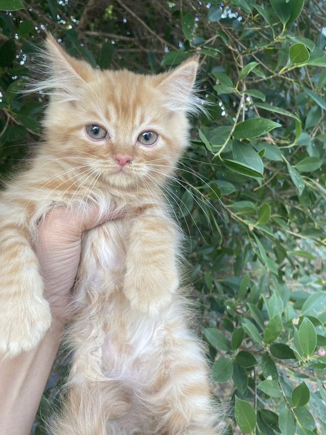 ลงขายลูกแมวเปอร์เซีย