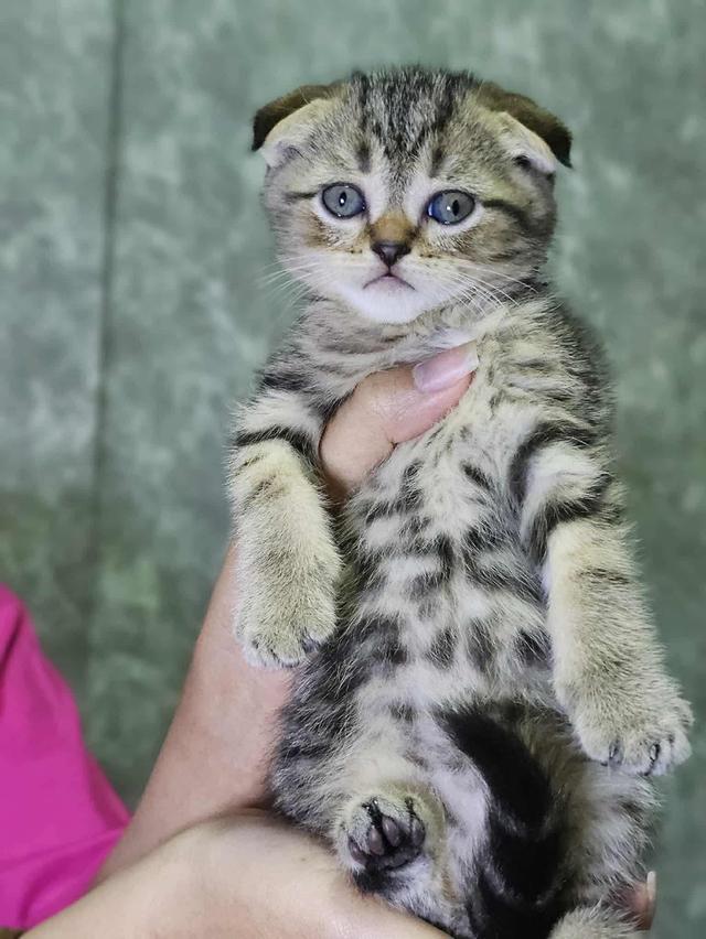 แมวสก็อตติสโฟลด์แท้ หูพับ 3