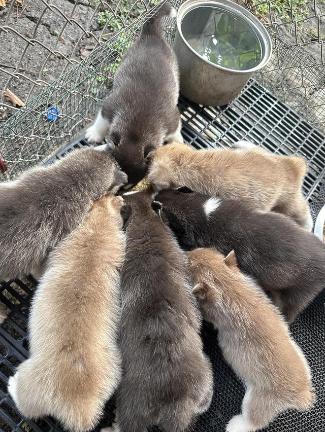 ลูกไซบีเรียสแตนดาร์ดพ่อฮักกี้ค่ะ รูปที่ 5