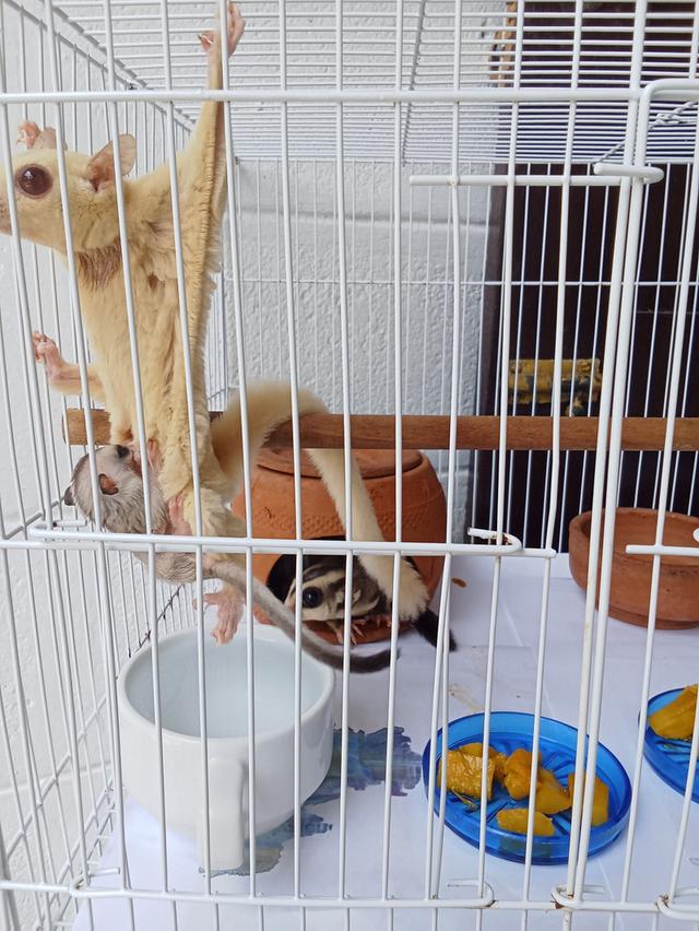 ชูการ์ไรเดอร์ 3ตัว พร้อมกรงอุปกรณ์ รูปที่ 2